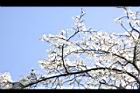霧社櫻-花33.JPG