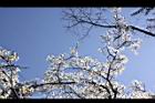 霧社櫻-花34.JPG