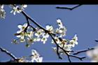 霧社櫻-花35.JPG