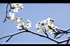 霧社櫻-花37.JPG