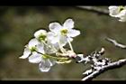 霧社櫻-花41.JPG