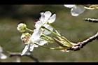 霧社櫻-花44.JPG