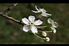 霧社櫻-花47.JPG