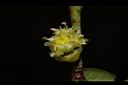 霧社木薑子-雌花00.JPG