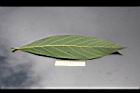 霧社木薑子-葉背11.jpg