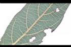 霧社木薑子-葉脈21.JPG