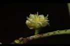 霧社木薑子-雌花16.JPG