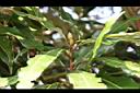 霧社楨楠-芽00.JPG