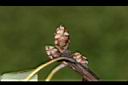 霧社楨楠-芽03.JPG