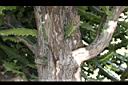 霸王鞭-莖00.JPG