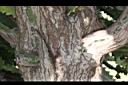 霸王鞭-莖01.JPG