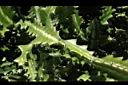 霸王鞭-莖05.JPG