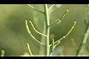 青江菜-實3.JPG