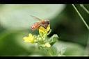 青江菜-花1.JPG