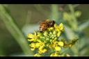 青江菜-花8.JPG