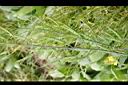 青江菜-實2.jpg