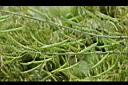 青江菜-實4.jpg