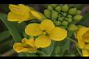 青江菜-花2.jpg