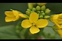 青江菜-花3.jpg