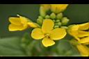 青江菜-花4.jpg
