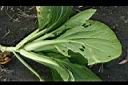青江菜-葉01.JPG