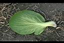 青江菜-葉背00.JPG