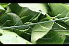 青江菜-實2.JPG