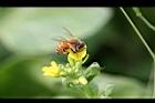 青江菜-花0.JPG