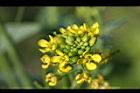 青江菜-花10.JPG