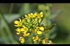 青江菜-花11.JPG
