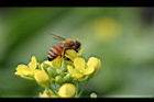 青江菜-花3.JPG