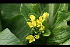 青江菜-花6.JPG
