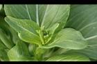 青江菜19.JPG
