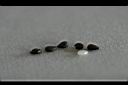 青牛膽-種子8.jpg