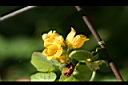 青牛膽-雄花03.jpg