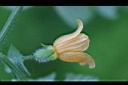 青牛膽-雌花22.jpg