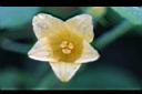 青牛膽-雌花24.jpg
