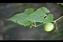 青牛膽-青實3.jpg