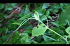 青牛膽-卷鬚0.jpg