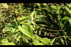 青牛膽-卷鬚10.jpg