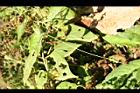 青牛膽-卷鬚9.jpg