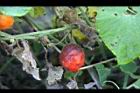 青牛膽-實8.jpg