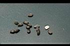 青牛膽-種子3.jpg