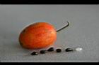 青牛膽-種實1.jpg