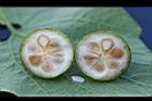 青牛膽-種穰09.jpg