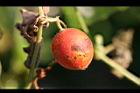青牛膽-紅實0.jpg