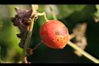 青牛膽-紅實1.jpg