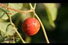 青牛膽-紅實3.jpg