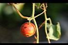 青牛膽-紅實4.jpg