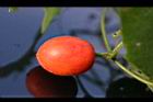 青牛膽-紅實7.jpg